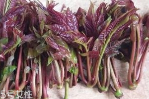 香椿種子多少錢一斤？30～40元左右