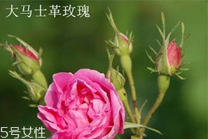 大馬士革玫瑰和平陰玫瑰哪個好？
