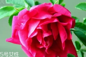 苦水玫瑰多少錢一斤？