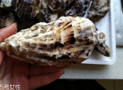 生蠔會(huì)有珍珠嗎？有這個(gè)可能