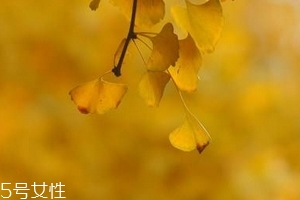 銀杏膠囊主要治什么病？