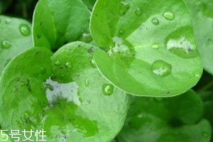 金錢(qián)草能治前列腺炎嗎 食譜推薦