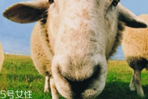 綿羊油和貂油哪個(gè)好？