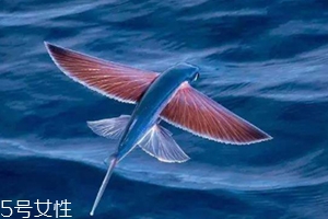 飛魚籽是什么魚的籽？壽司美味的秘訣