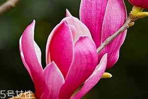 辛夷花可以泡水喝嗎 長(zhǎng)期泡水喝無副作用