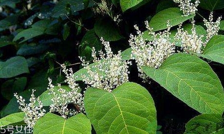 白藜蘆醇哪些人不能吃？過量有毒性