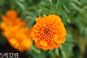 葉黃素多少錢一瓶？