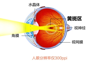 葉黃素和藍莓素哪個好？更推薦葉黃素