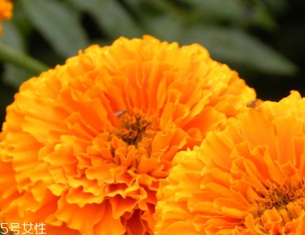 葉黃素和藍(lán)莓素哪個(gè)好？更推薦葉黃素