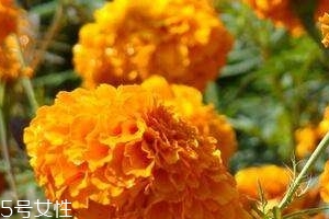 葉黃素可以保護(hù)眼睛嗎？有這個(gè)作用