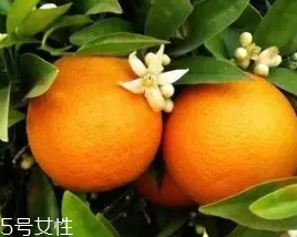 柑橘調(diào)香水好聞嗎？吃了這個(gè)大橘子