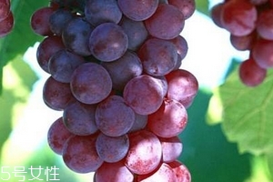 葡萄籽會(huì)推遲月經(jīng)嗎？一般不會(huì)