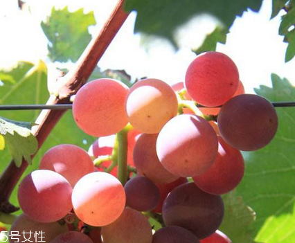 葡萄籽能去黃褐斑嗎？有一定效果