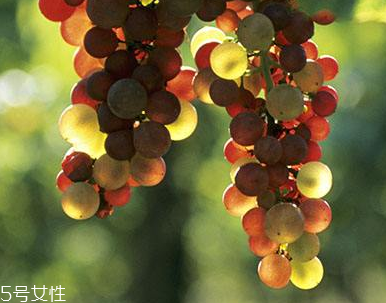 葡萄籽能長(zhǎng)期服用嗎？