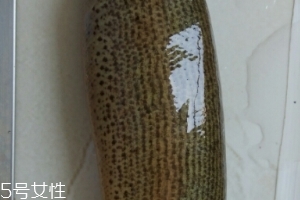 泥鰍是鯰魚嗎？泥鰍跟鯰魚不同
