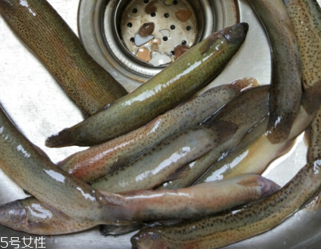 泥鰍是鯰魚嗎？泥鰍跟鯰魚不同