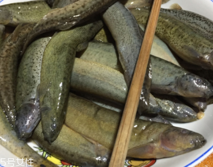 泥鰍是鯰魚嗎？泥鰍跟鯰魚不同
