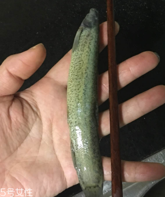 泥鰍會吃小魚嗎？這個是不會的