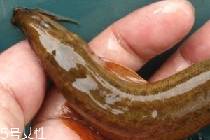 吃泥鰍會(huì)過敏嗎？一般不會(huì)
