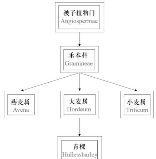 青稞是大麥嗎？青稞是小麥嗎