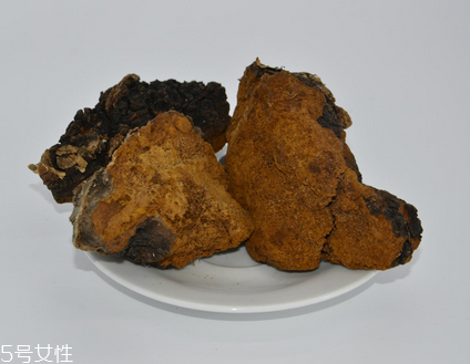 樺樹茸怎么泡水喝？樺樹茸泡水喝法