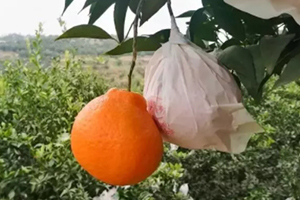 春見(jiàn)為什么叫耙耙柑？春見(jiàn)和耙耙柑區(qū)別