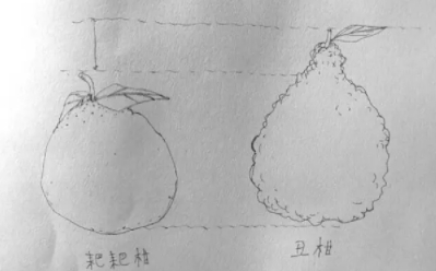 耙耙柑和不知火哪個(gè)好？耙耙柑和不知火區(qū)別