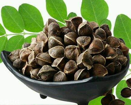 辣木籽能治口臭嗎？口臭吃辣木籽好嗎？