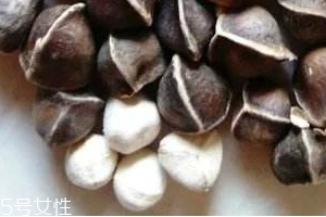 辣木籽味道 辣木籽甜還是苦？