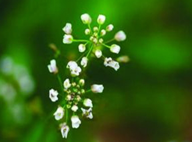 地菜花是什么菜？地菜花是熱性還是涼性
