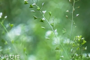 地菜花薺菜花煮雞蛋上午吃還是下午吃？