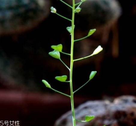 地菜花薺菜花煮雞蛋上午吃還是下午吃？