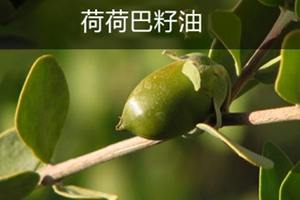 荷荷巴油可以豐胸嗎？荷荷巴油豐胸手法