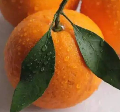 春見和不知火哪個好吃？春見不知火的不同