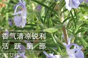 迷迭香精油怎么用？迷迭香精油使用注意事項(xiàng)