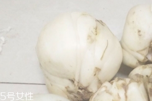 新鮮百合能種嗎？新鮮百合好種植嗎？
