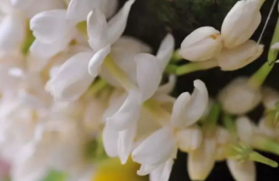 茉莉精油多少錢一瓶？茉莉精油為什么貴