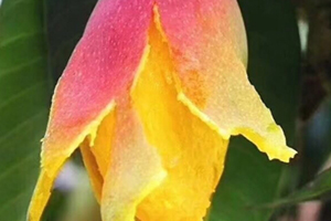 七彩芒多少錢一斤？七彩芒的功效與作用
