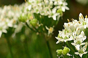 韭菜花多少錢一斤？韭菜花市場(chǎng)行情