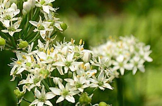 韭菜花多少錢一斤？韭菜花市場(chǎng)行情