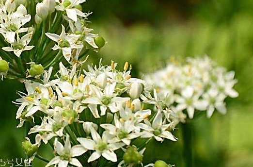 韭菜花和韭菜籽哪個(gè)好？韭菜花和韭菜籽的不同