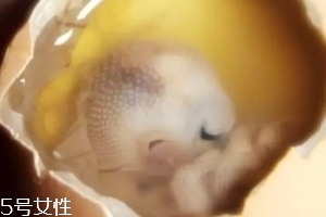 雞仔胎怎么煮？雞仔胎這樣做更美味