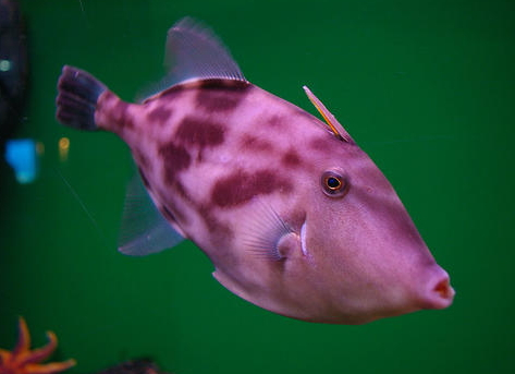 馬面魚(yú)多少錢(qián)一斤2018 馬面魚(yú)的選購(gòu)技巧