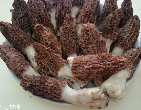 羊肚菌是什么東西？羊肚菌能吃嗎？
