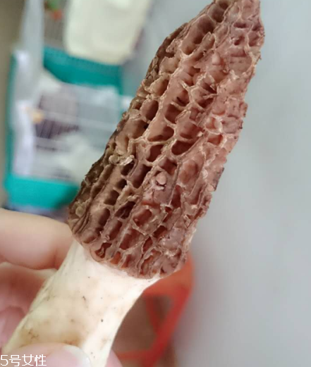 羊肚菌是什么東西？羊肚菌能吃嗎？