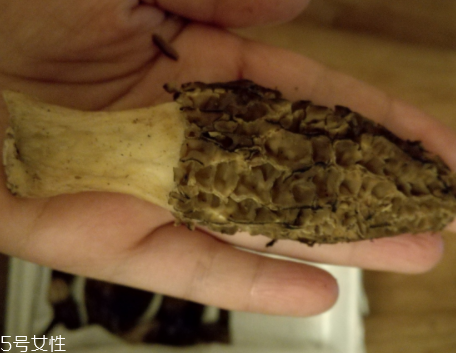 羊肚菌是怎么長出來的？