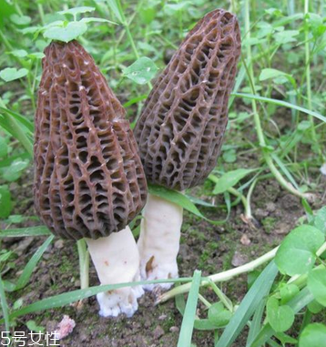 羊肚菌是發(fā)物嗎？羊肚菌屬于發(fā)物嗎？