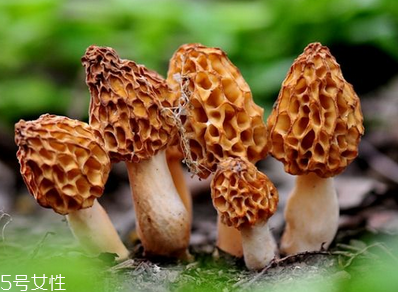 羊肚菌是發(fā)物嗎？羊肚菌屬于發(fā)物嗎？