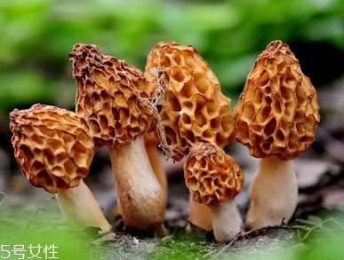 羊肚菌是什么顏色？羊肚菌是什么樣的