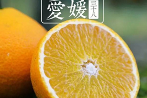 愛媛38號是橙子還是橘子？愛媛38號適合哪里種植？